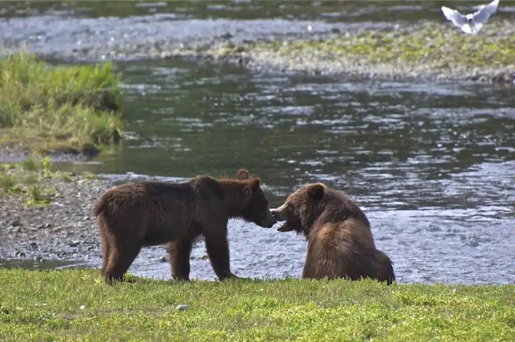 Pack Creek Bear Viewing bear watching in Juneau, Alaska