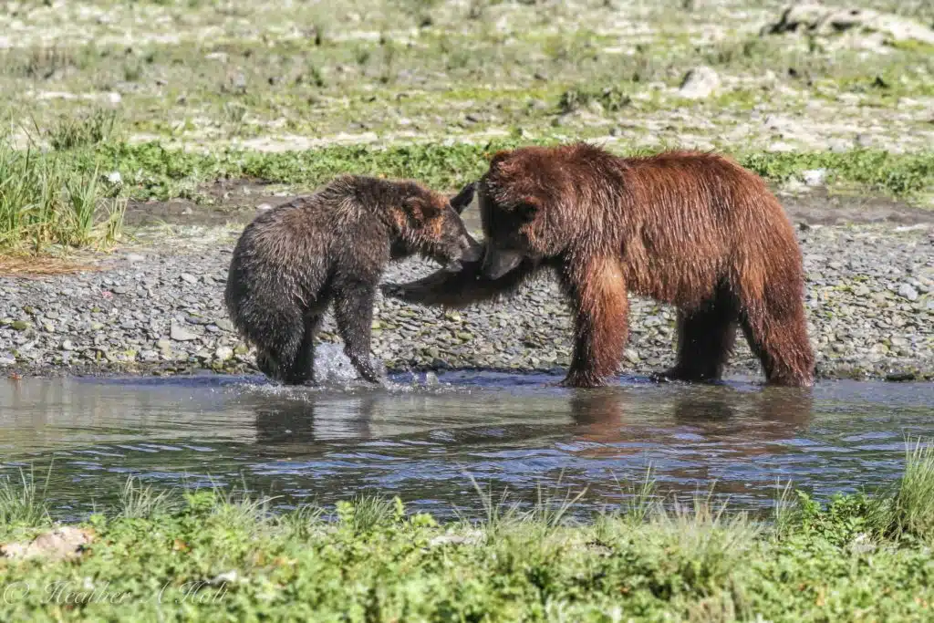 Mother and cub on guided Bear Viewing at Pack Creek