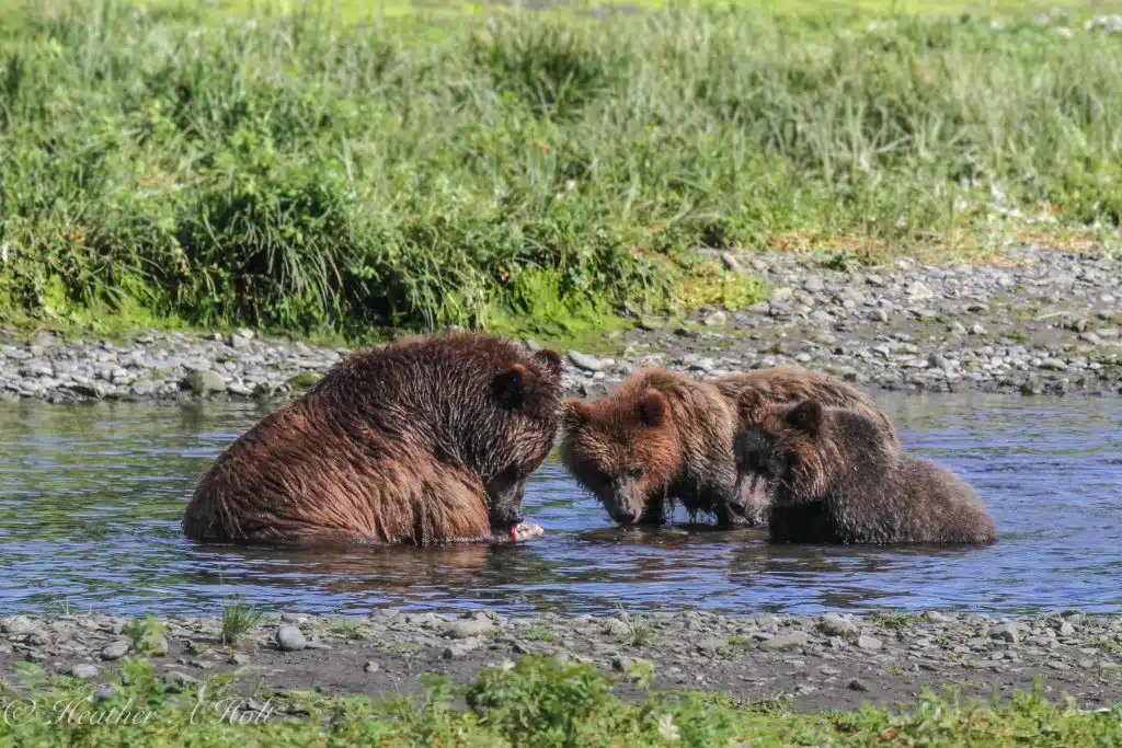 Cubs learning about Salmon on a bear watching trip from Juneau