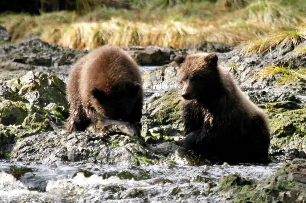 First fish on a bear watching excursion from Juneau