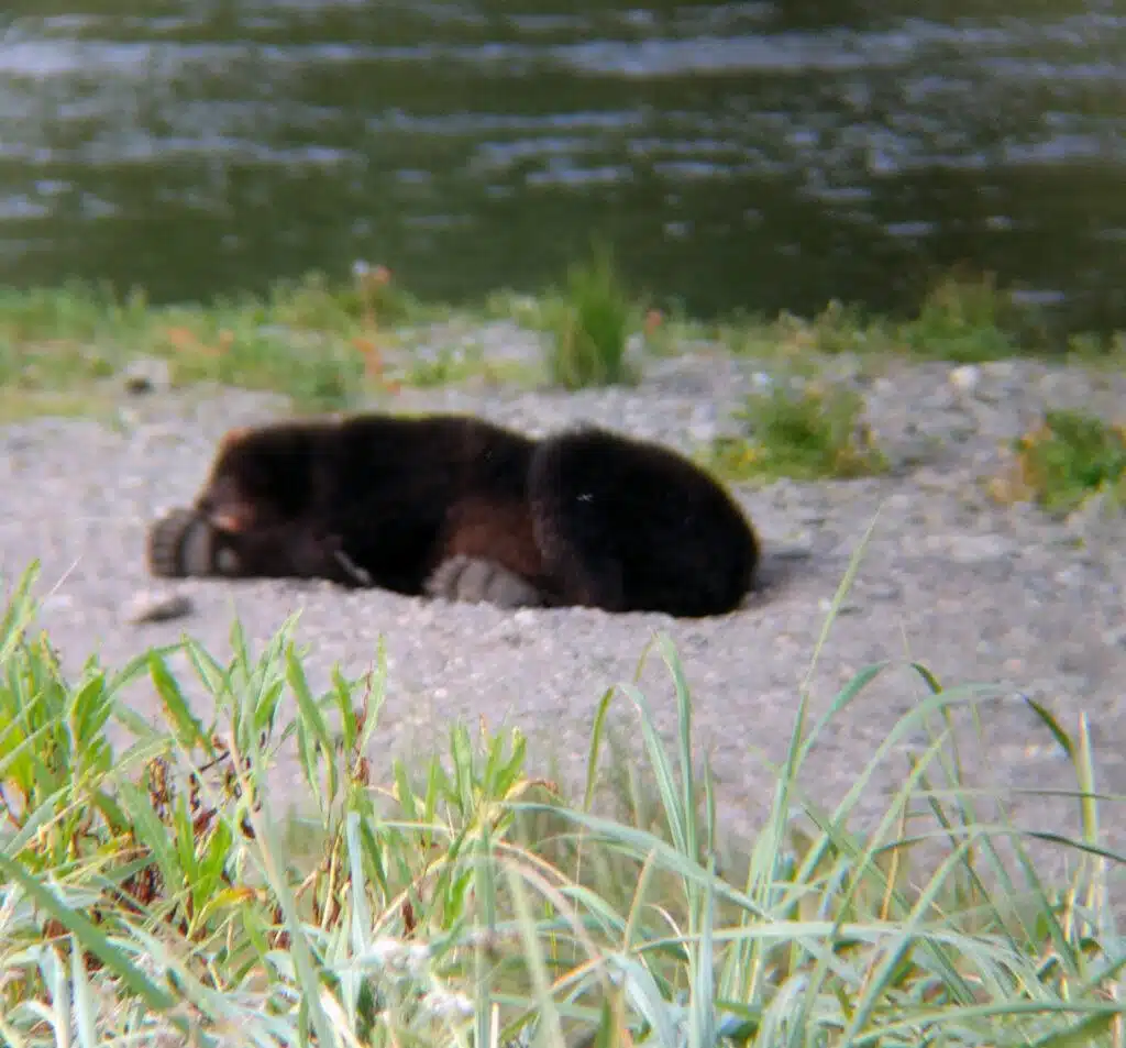 Brown Bear Hibernation Science