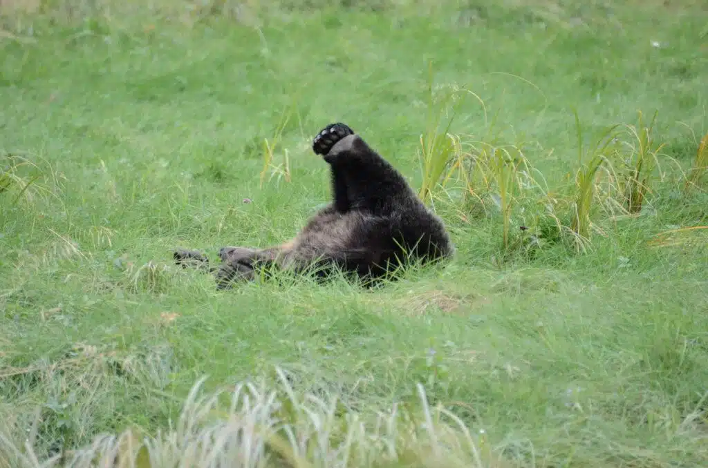 Bear Hibernation at work
