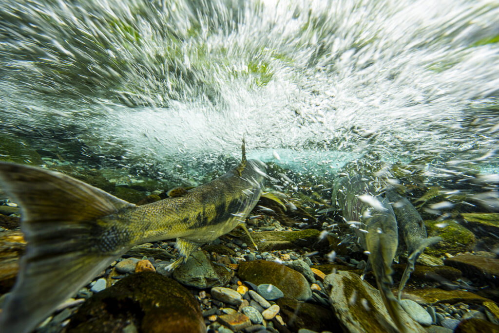 Fishing in Alaska: The best of Southeast, Alaska
