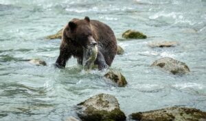 Unforgettable Excursions in Juneau, Alaska: Top Picks