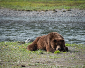 Inside the Grizzly's Den: Space Age Science Behind Bear Hibernation and the Future of Medicine